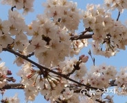[영상스케치] 창원대로 봄소식 벚꽃 구경 오세요