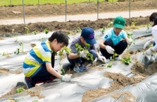 국민체육진흥공단, 고구마 순 심기 체험행사
