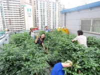 [서울시-성동구] 주민센터옥상 텃밭 첫 수확물 독거노인 전달