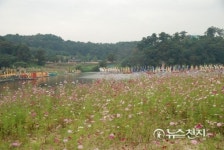 [포토] 제59회 백제문화제… 공주 공산성 아래 코스모스 물결