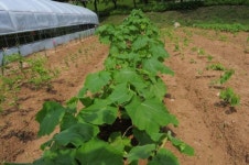 충남도, 성삼문 오동나무 복원… 보급운동 본격화