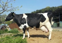 농협, 국내 우유생산량 최고기록 슈퍼카우 선정