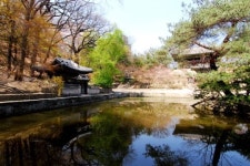 창덕궁에서 고즈넉한 아침 산책 즐기세요