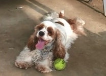 동물농장 웅자와의 마지막 이별 잔치… 감동이에요