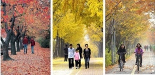 서울 단풍길 베스트 10… 주말에 어디 가지?