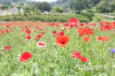 [원주] 원주 서곡리 용수골 제8회 꽃 양귀비 축제 열려