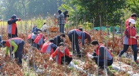광물공사, 자매결연마을 고추 수확 일손 돕기