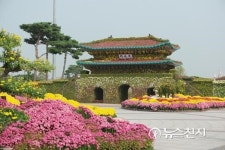 [함평] 함평국향대전 진한 국화 향으로 가득~