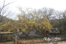 담양군 소쇄원에 찾아온 봄