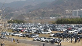 매화천지 광양매화축제… 군자를 닮은 매화, 봄을 알리다