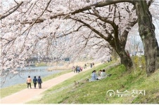 순천시 동천, 달콤한 벚꽃 데이트 즐겨요