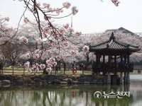 벚꽃이 만개한 광주 운천저수지