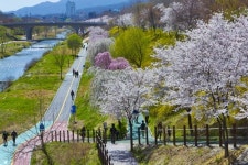 강남구 21일까지 양재천 벚꽃길 축제