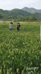 포천 청보리 구경 오세요