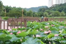 광주시 북구 양산호수공원에 만개한 연꽃 군락