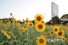 [장성] 북이면 해바라기 밭 황금빛 물결