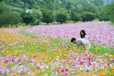 [장성] 코스모스 만개한 평림댐