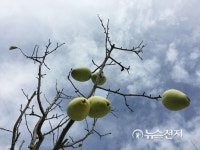 가을하늘 아래 모과 나무
