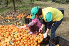 [대구] 신천지봉사단, 청도 단감농장서 일손돕기 봉사