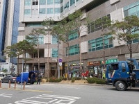 남산 위의 소나무 중구 가로수로 변신