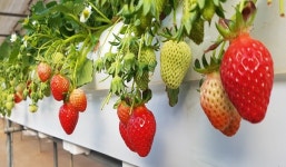 [인천] 강화군 달콤·향긋 강화섬딸기 맛보세요