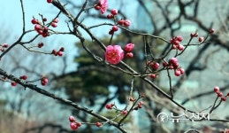 도심에 찾아온 봄 카메라에 담다