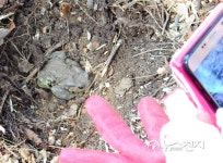 [울산] 깜짝이야… 카메라 세례받는 두꺼비