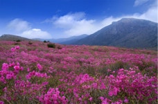 [대구] 행복한 봄날의 추억 봄내음길에서 만들어요