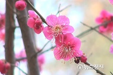 [영상스케치] 봄 햇살 가득 머금은 꽃