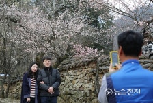 꽃향기 가득 선암사의 봄을 담다
