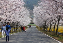 여수시 돌산읍 승월마을, 눈부신 벚꽃길