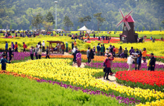 노란 유채꽃 물결 속 볼거리 풍성한 창녕낙동강유채축제