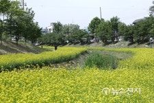 [천안] 원성천변, 유채꽃 물결