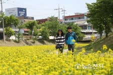 [천안] 데이트는 원성천변 유채꽃밭에서