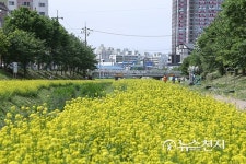 [천안] 원성천변, 황무지에서 유채꽃밭으로