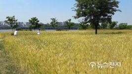 황금물결 넘실대는 보리밭