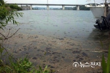 녹조 시작된 강천보