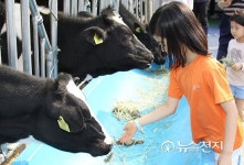 젖소에게 건초 주는 아이들