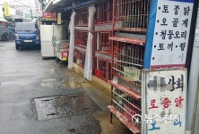 AI 사태에 생닭 거래 중지