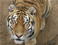 국립백두대간수목원에 백두산호랑이 3마리 추가 도입