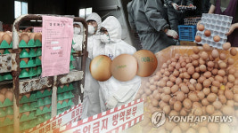 [살충제 계란] 전수검사 결과 발표… 농가 49곳서 검출