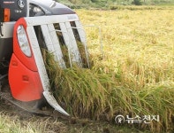 가뭄·홍수 이겨낸 천안지역 첫 벼 베기