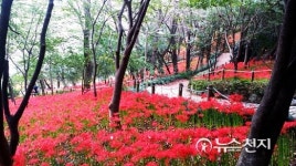 창원시, 산호공원 꽃무릇 붉은빛 축제