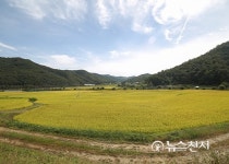 [아산] 유곡리, 추수를 기다리는 황금빛 들판
