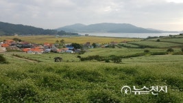전남 장흥 선학동 메밀밭 풍경… 한 폭의 수채화