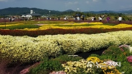[전남] 주포 한옥마을 핑크뮬리 활짝