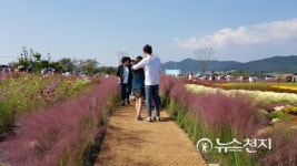 [전남] 함평 주포 한옥마을, 핑크뮬리 만발