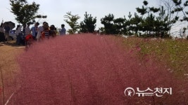 [전남] 함평 주포 한옥마을, 핑크뮬리 만발