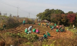 [인천] 서구새마을협의회·농업인단체 고구마 570세대 전달