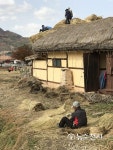 [포토] 볏집지붕 갈기에 바쁜 농부의 손길… 외암 마을